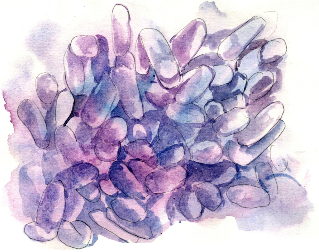 Darstellung von Lactobacillen